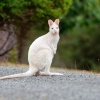 Klokan rudokrky - Macropus rufogriseus - Bennetts wallaby 5524